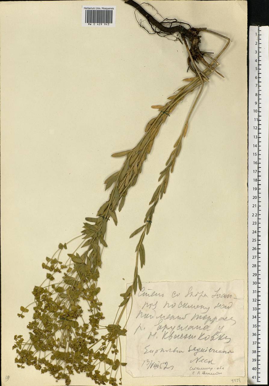 Euphorbia seguieriana Neck., Eastern Europe, Lower Volga region (E9) (Russia)