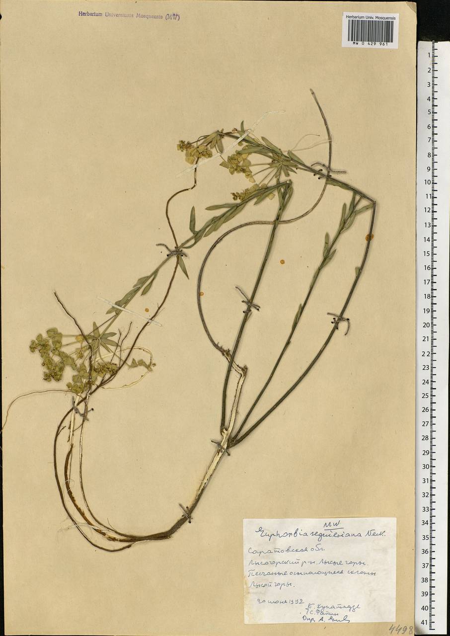 Euphorbia seguieriana Neck., Eastern Europe, Lower Volga region (E9) (Russia)