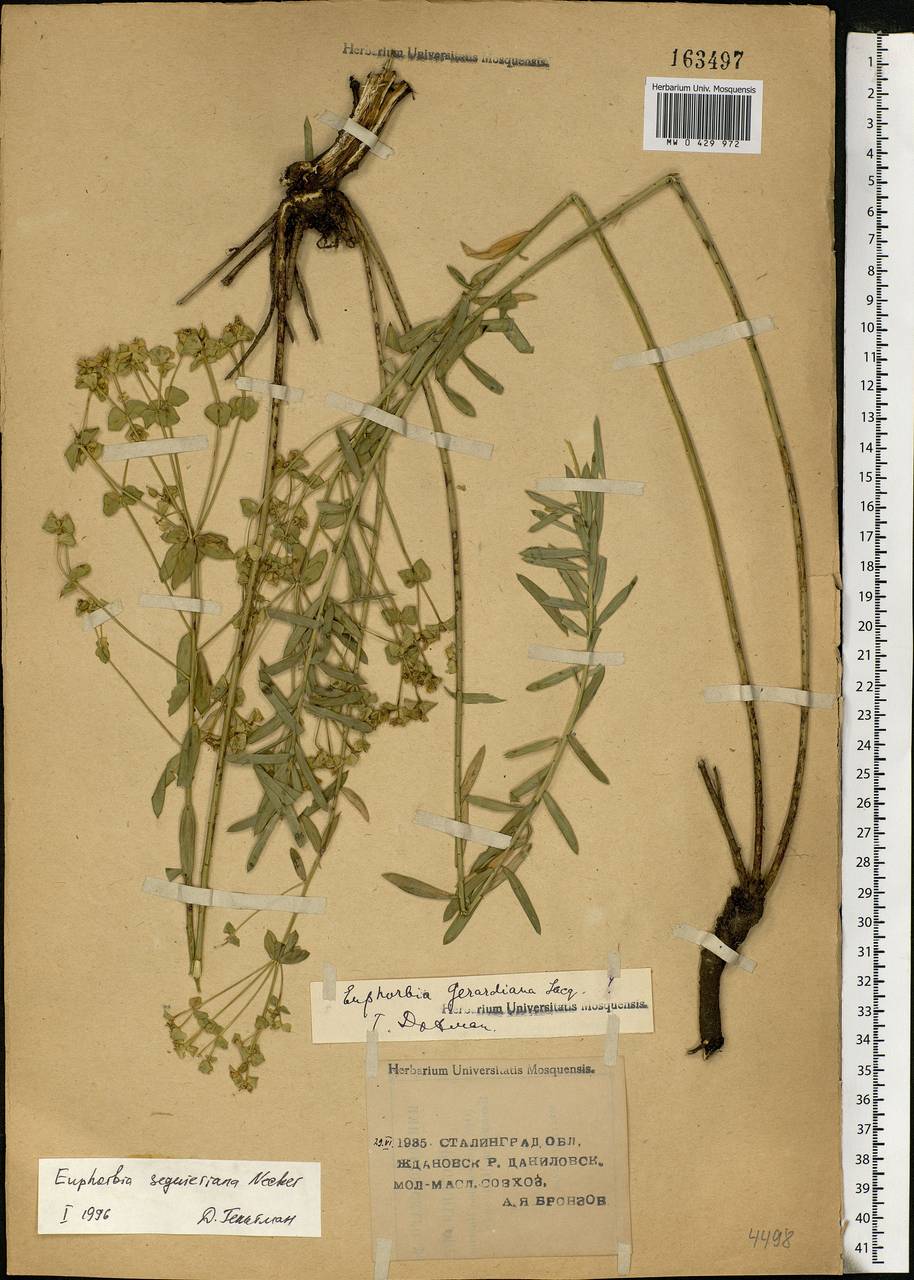 Euphorbia seguieriana Neck., Eastern Europe, Lower Volga region (E9) (Russia)