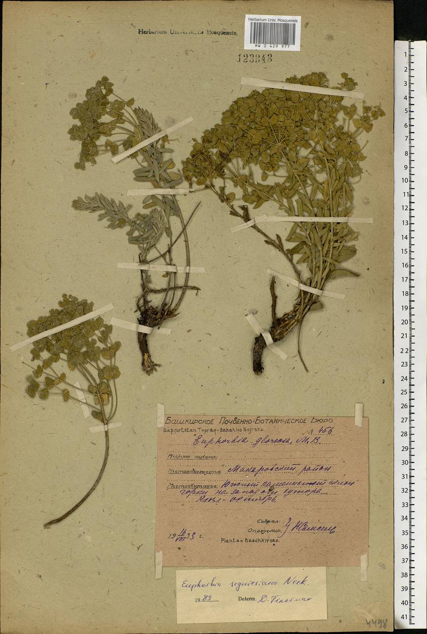 Euphorbia seguieriana Neck., Eastern Europe, Eastern region (E10) (Russia)