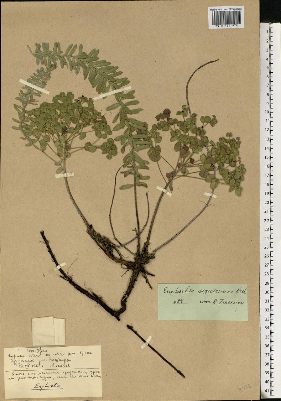 Euphorbia seguieriana Neck., Eastern Europe, Eastern region (E10) (Russia)