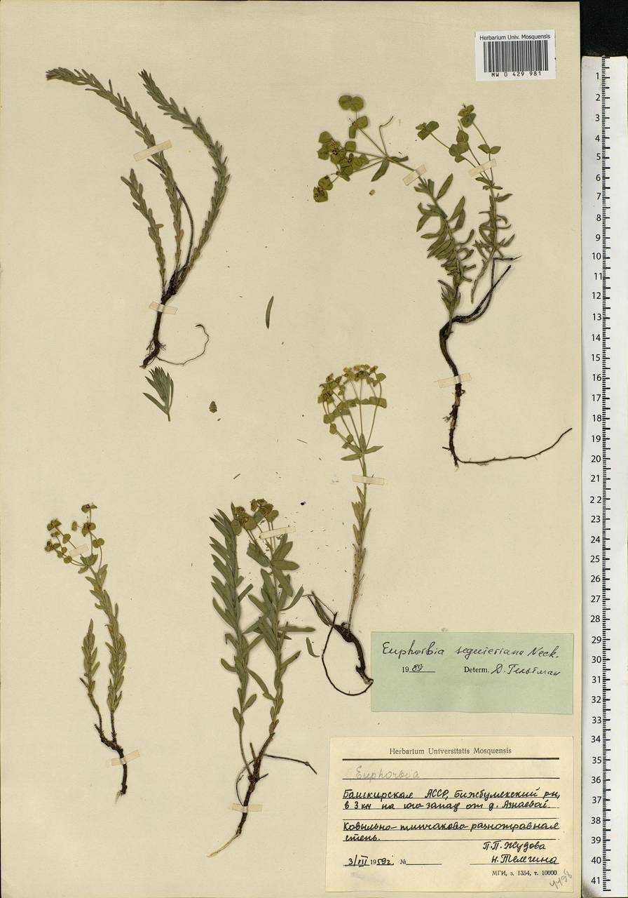 Euphorbia seguieriana Neck., Eastern Europe, Eastern region (E10) (Russia)