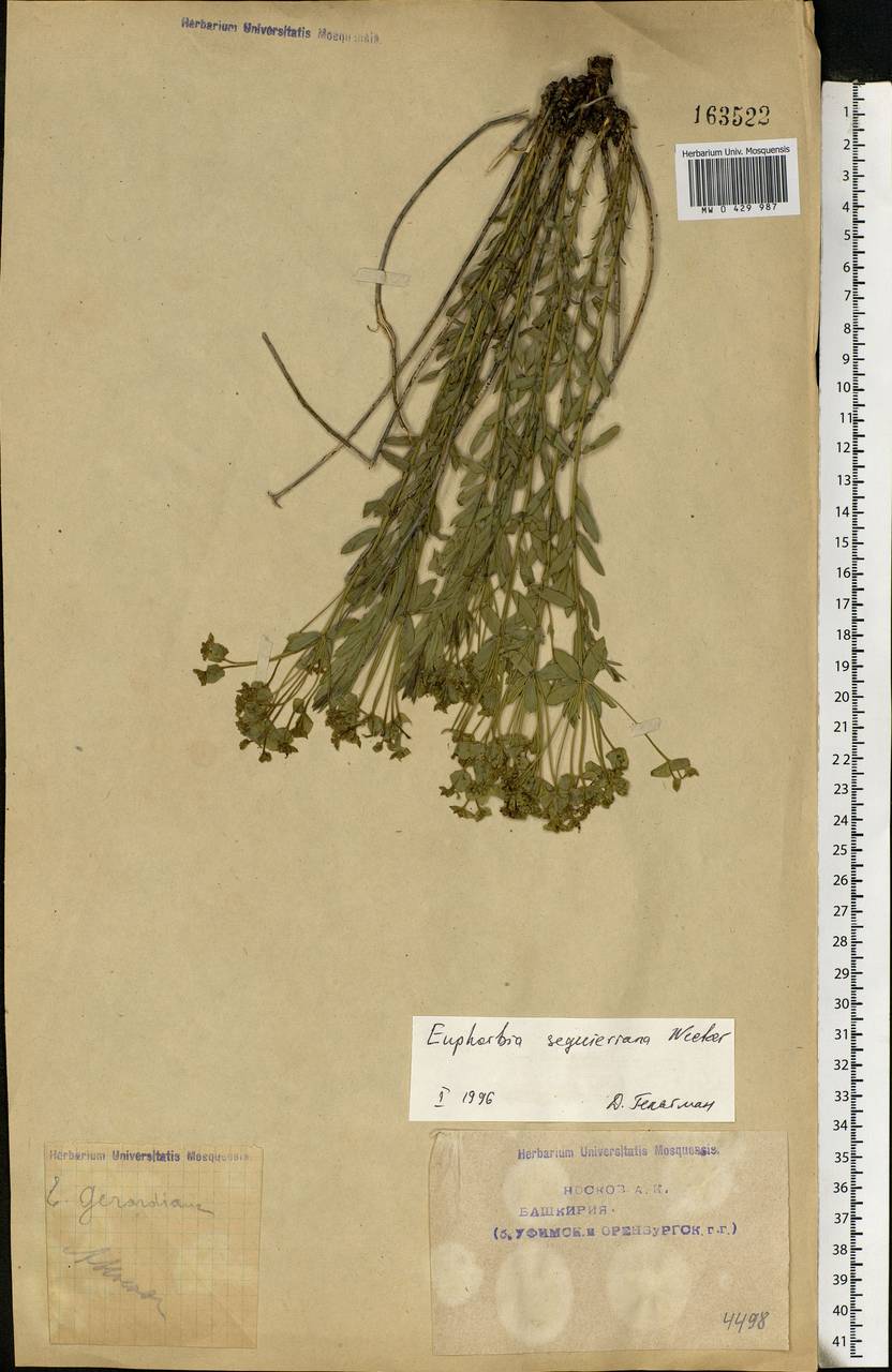 Euphorbia seguieriana Neck., Eastern Europe, Eastern region (E10) (Russia)