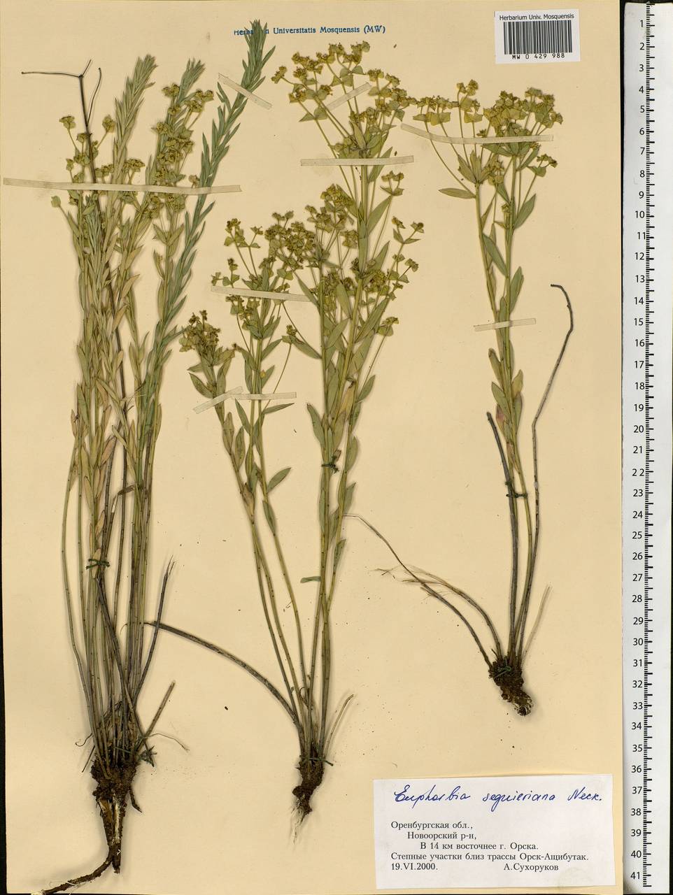 Euphorbia seguieriana Neck., Eastern Europe, Eastern region (E10) (Russia)