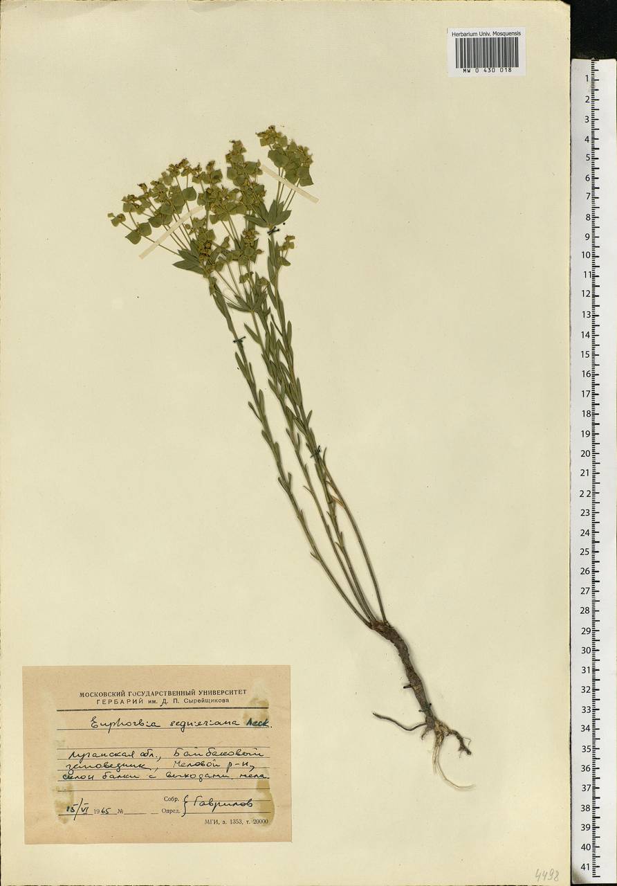 Euphorbia seguieriana Neck., Eastern Europe, North Ukrainian region (E11) (Ukraine)