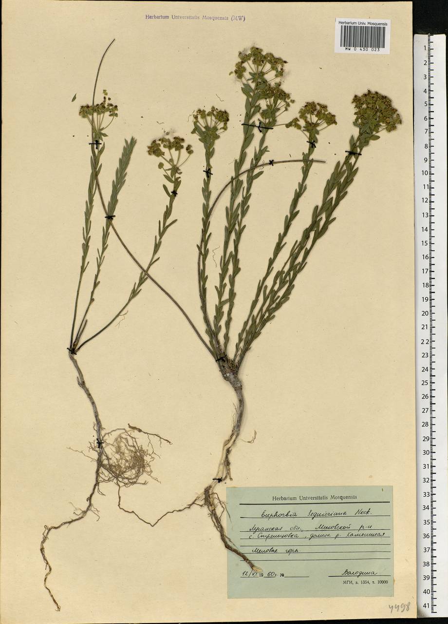 Euphorbia seguieriana Neck., Eastern Europe, North Ukrainian region (E11) (Ukraine)