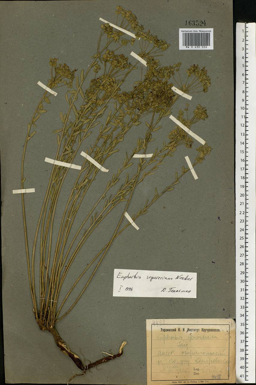 Euphorbia seguieriana Neck., Eastern Europe, Moldova (E13a) (Moldova)