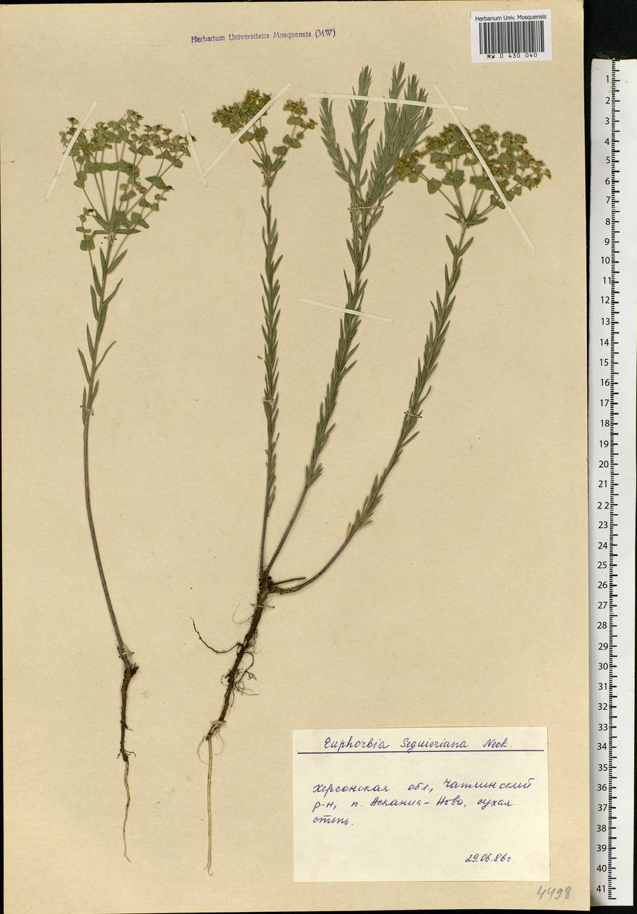 Euphorbia seguieriana Neck., Eastern Europe, South Ukrainian region (E12) (Ukraine)
