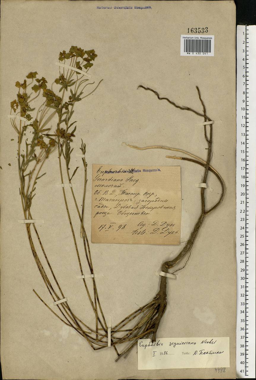 Euphorbia seguieriana Neck., Eastern Europe, Rostov Oblast (E12a) (Russia)