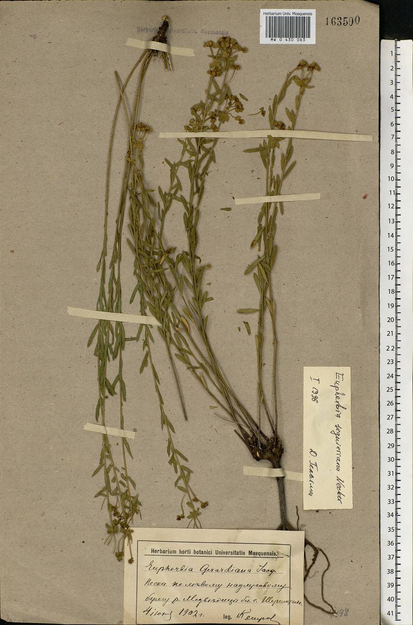 Euphorbia seguieriana Neck., Eastern Europe, Lower Volga region (E9) (Russia)