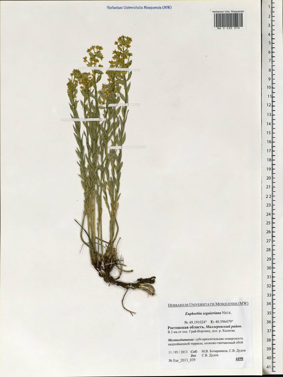 Euphorbia seguieriana Neck., Eastern Europe, Rostov Oblast (E12a) (Russia)