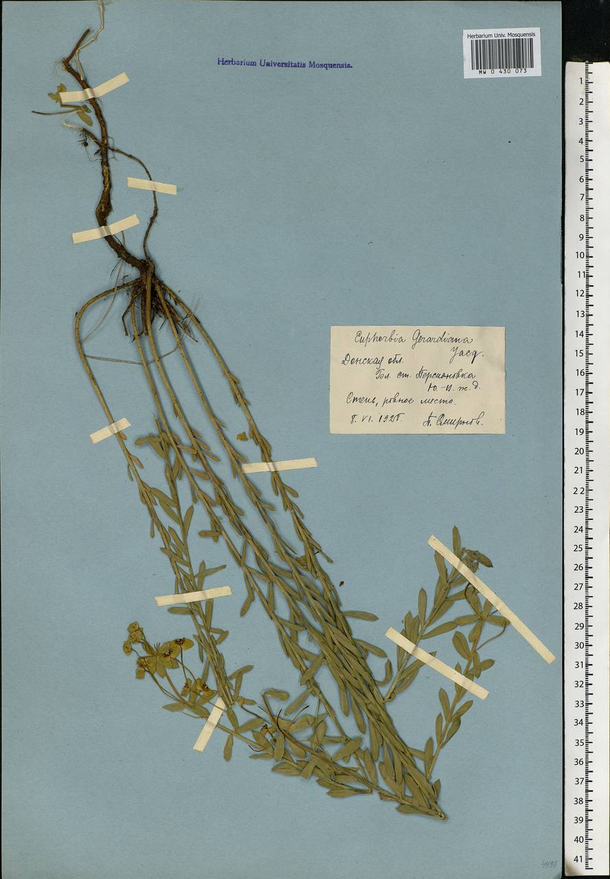 Euphorbia seguieriana Neck., Eastern Europe, Rostov Oblast (E12a) (Russia)