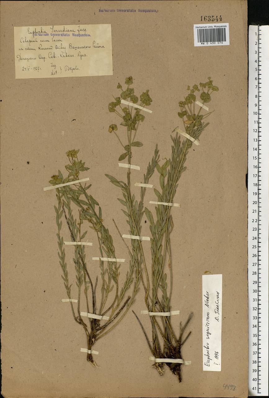 Euphorbia seguieriana Neck., Eastern Europe, Rostov Oblast (E12a) (Russia)