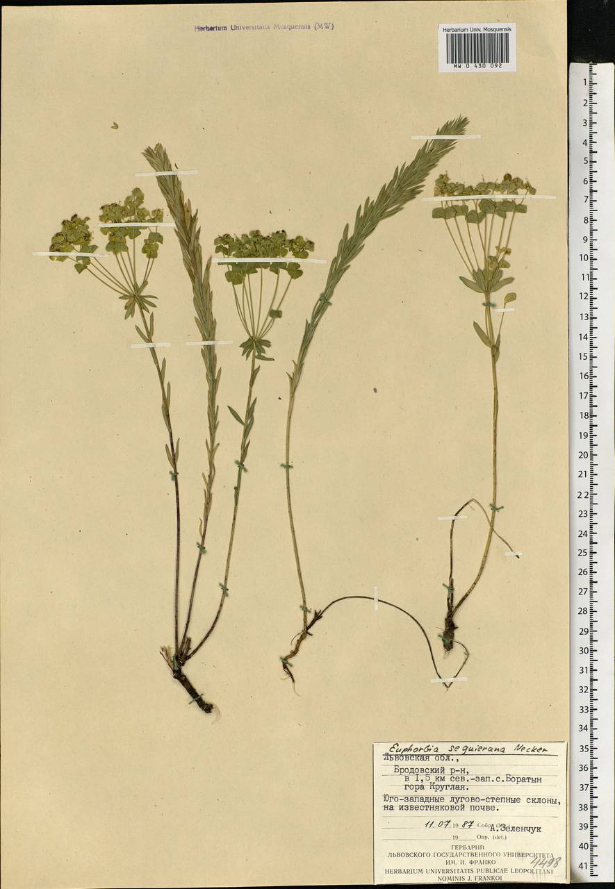 Euphorbia seguieriana Neck., Eastern Europe, West Ukrainian region (E13) (Ukraine)