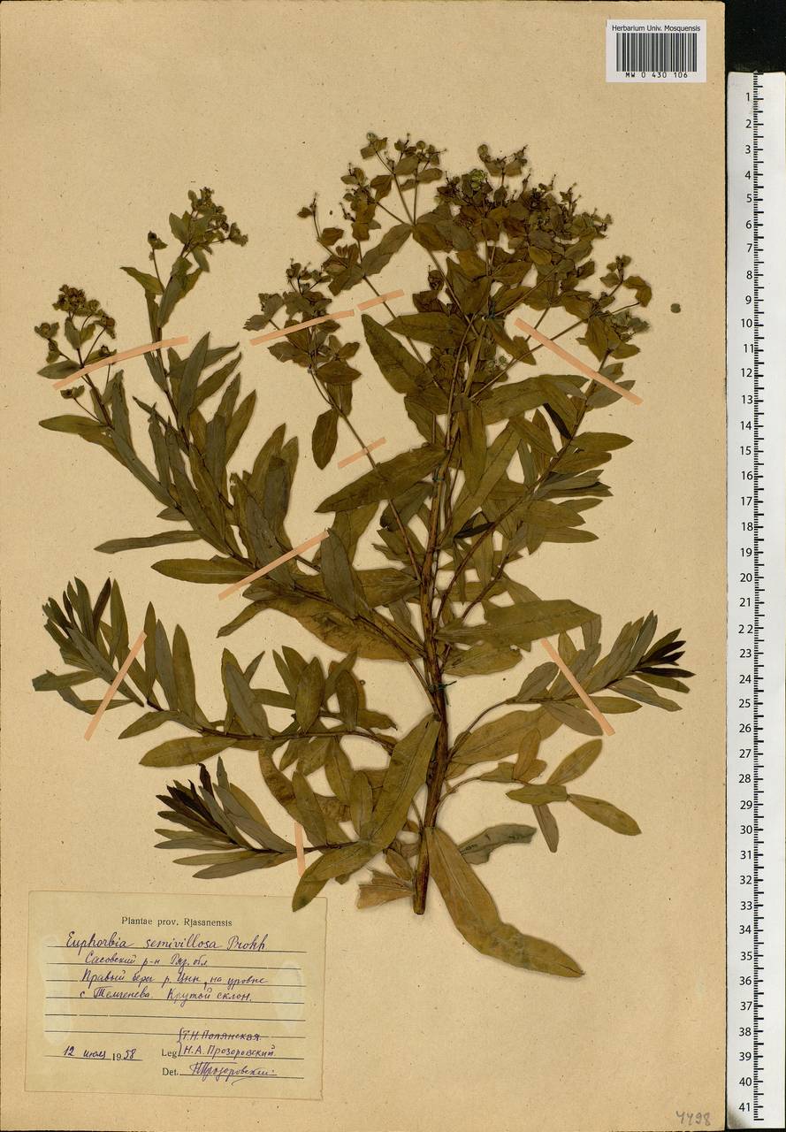 Euphorbia semivillosa (Prokh.) Krylov, Eastern Europe, Central region (E4) (Russia)