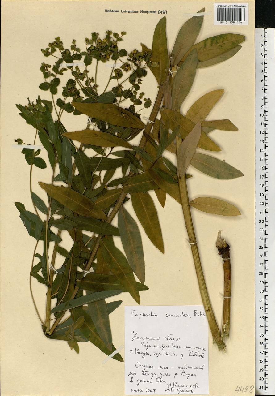 Euphorbia semivillosa (Prokh.) Krylov, Eastern Europe, Central region (E4) (Russia)