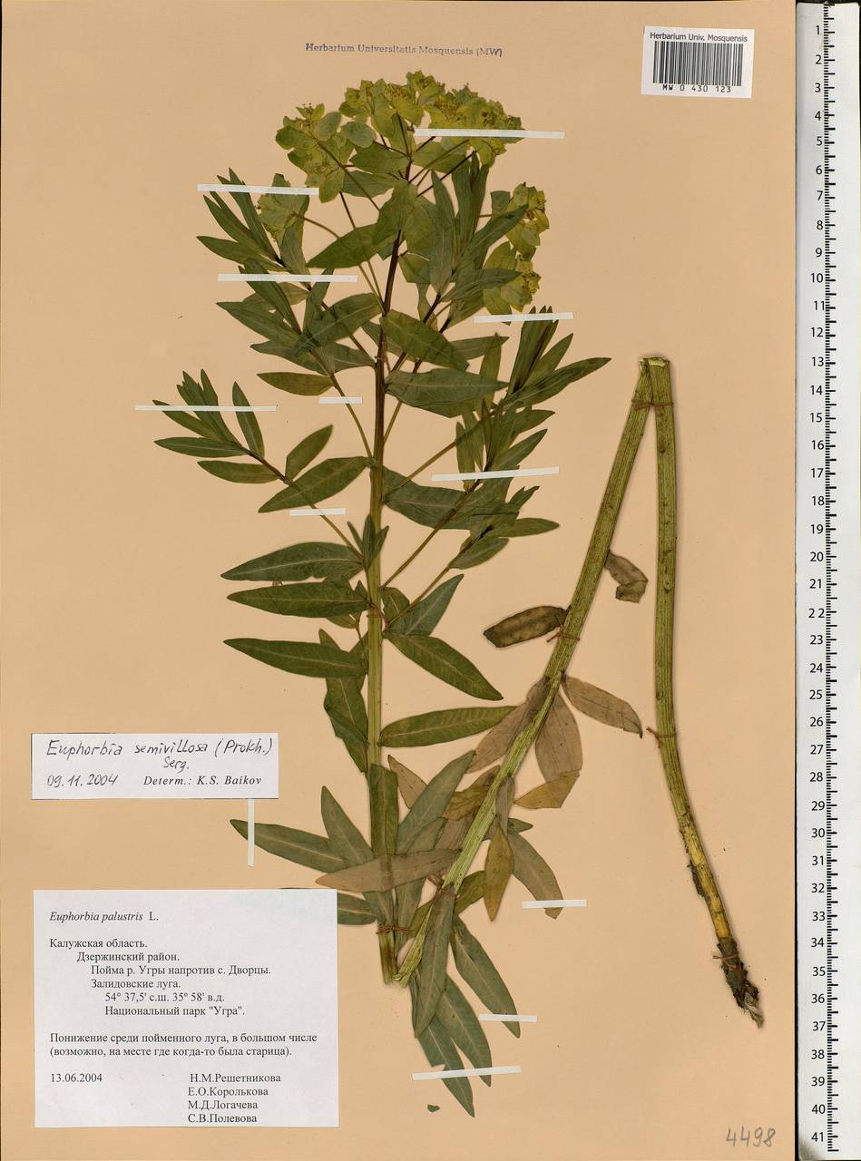 Euphorbia semivillosa (Prokh.) Krylov, Eastern Europe, Central region (E4) (Russia)