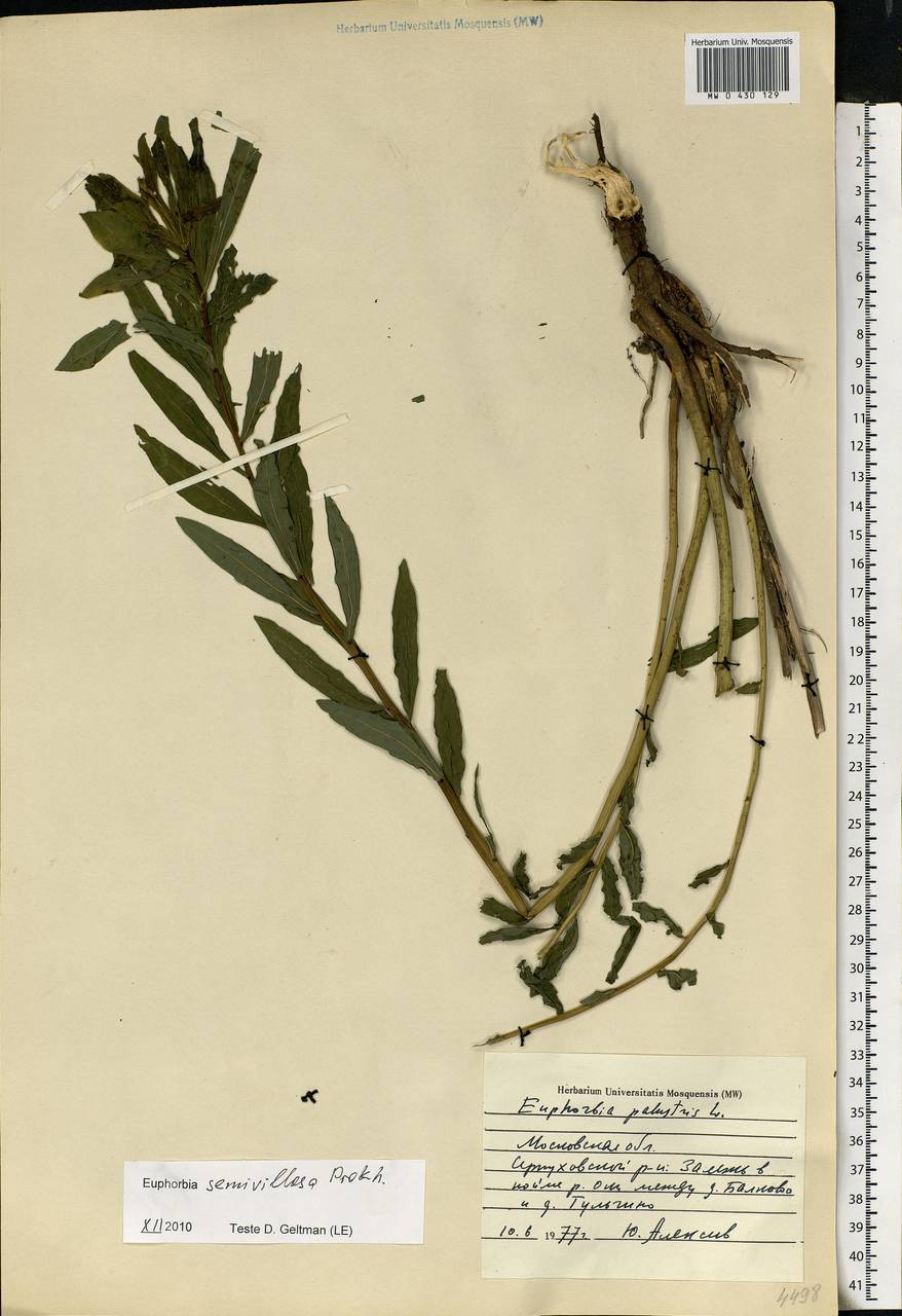 Euphorbia semivillosa (Prokh.) Krylov, Eastern Europe, Moscow region (E4a) (Russia)