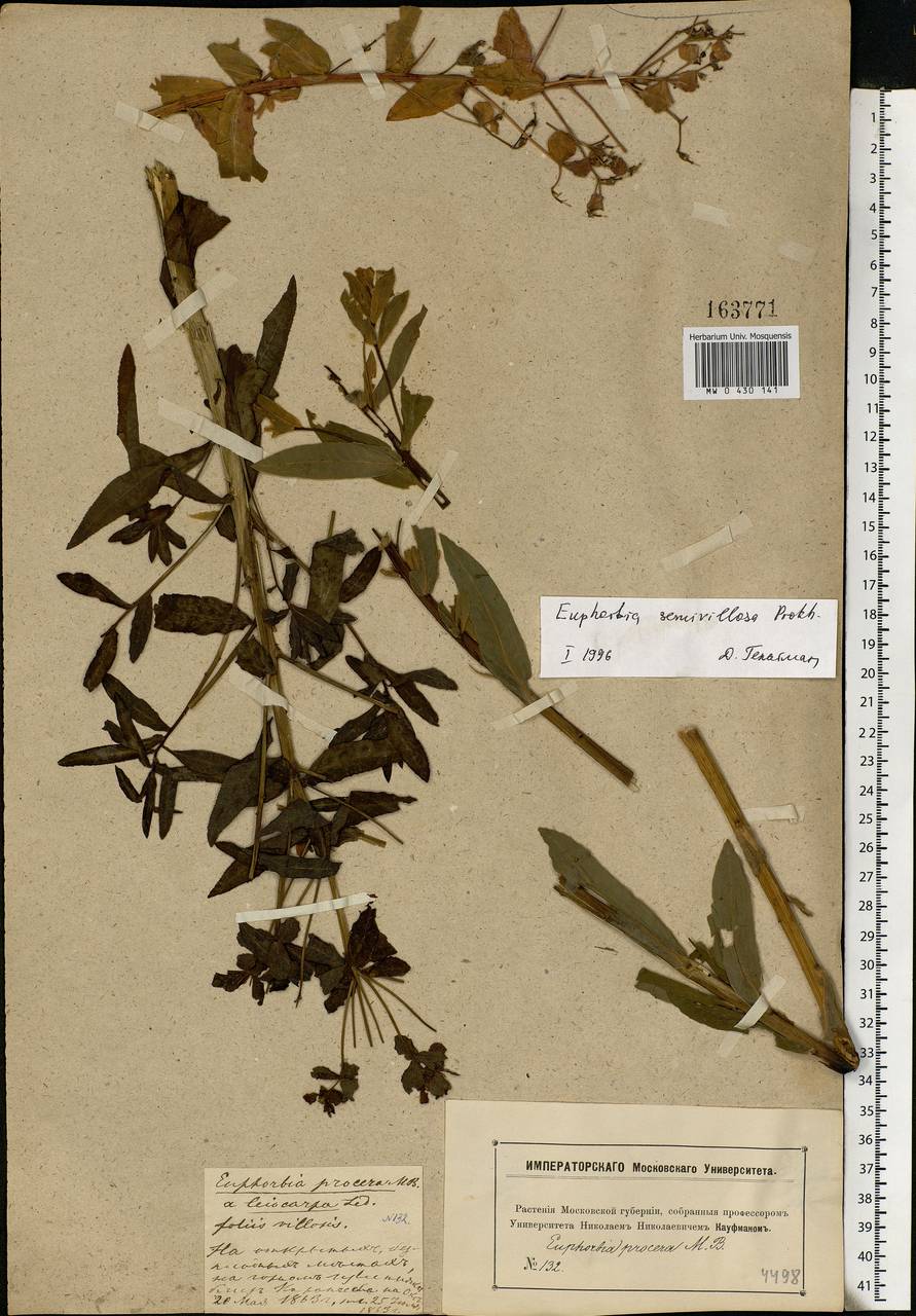 Euphorbia semivillosa (Prokh.) Krylov, Eastern Europe, Moscow region (E4a) (Russia)