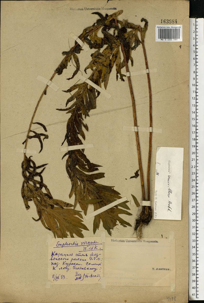 Euphorbia semivillosa (Prokh.) Krylov, Eastern Europe, Central forest-and-steppe region (E6) (Russia)