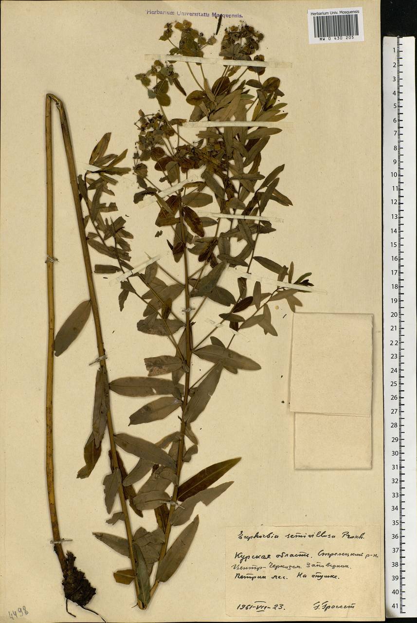 Euphorbia semivillosa (Prokh.) Krylov, Eastern Europe, Central forest-and-steppe region (E6) (Russia)