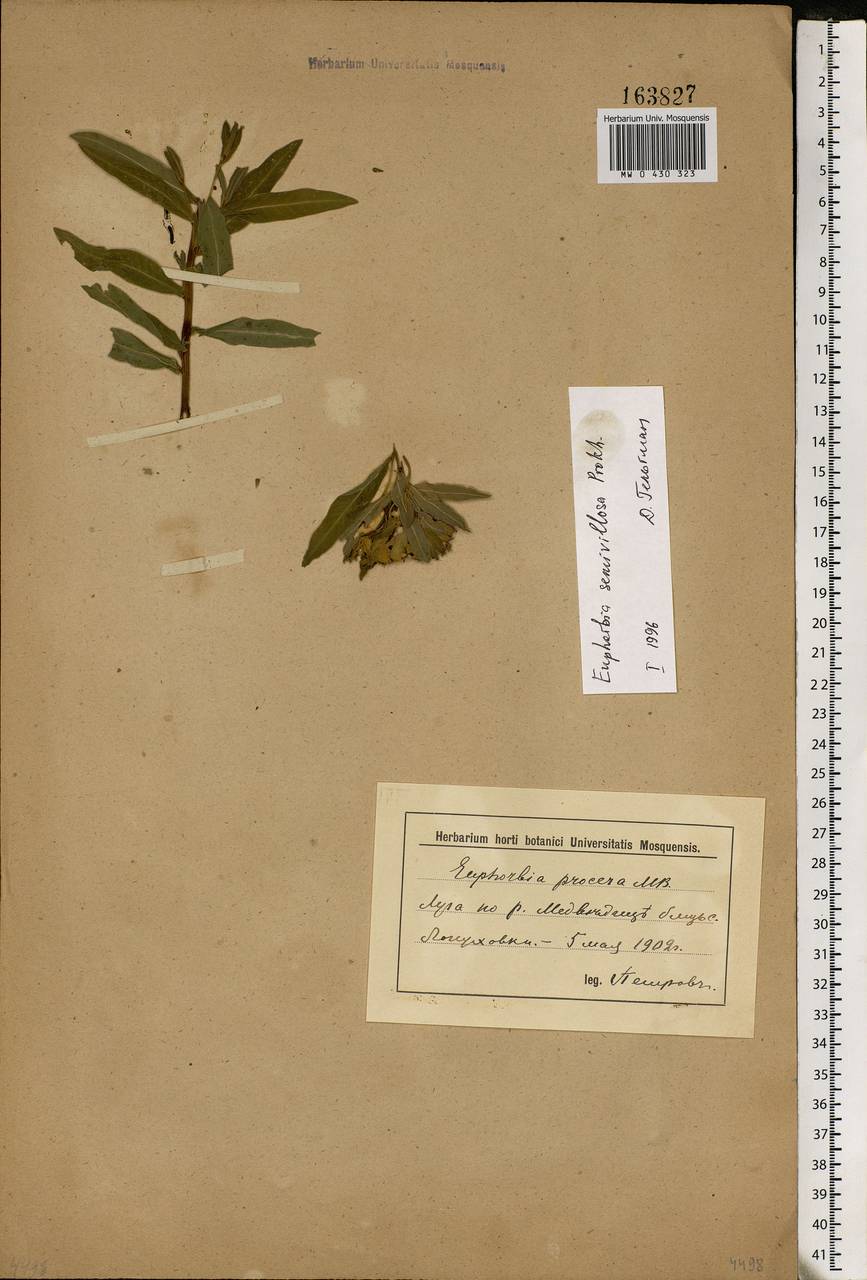 Euphorbia semivillosa (Prokh.) Krylov, Eastern Europe, Lower Volga region (E9) (Russia)