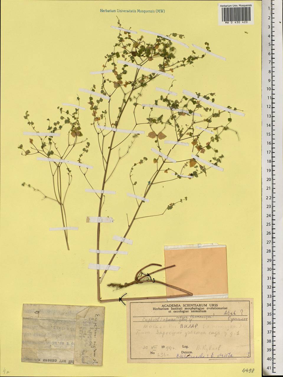 Euphorbia stricta L., Eastern Europe, Moscow region (E4a) (Russia)