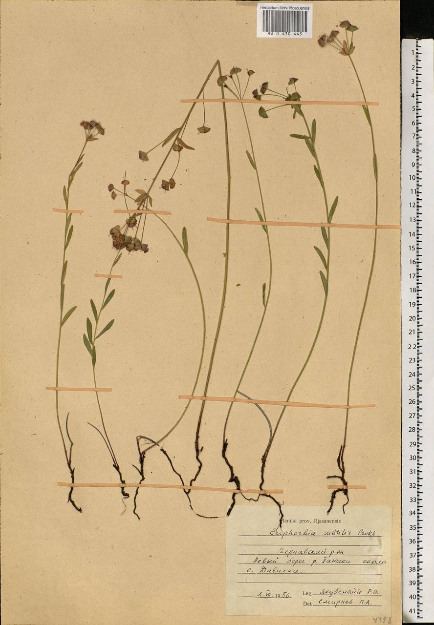 Euphorbia subtilis (Prokh.) Prokh., Eastern Europe, Central region (E4) (Russia)