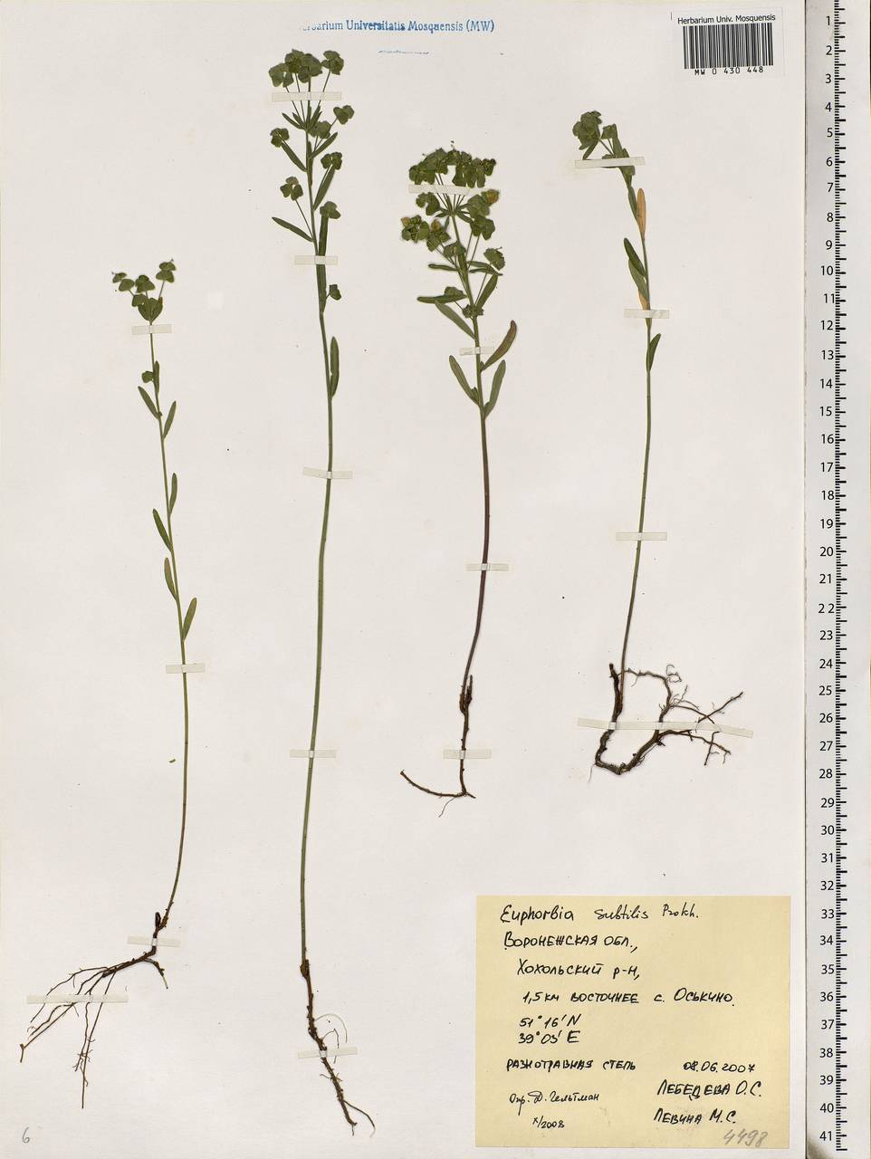 Euphorbia microcarpa (Prokh.) Krylov, Eastern Europe, Central forest-and-steppe region (E6) (Russia)