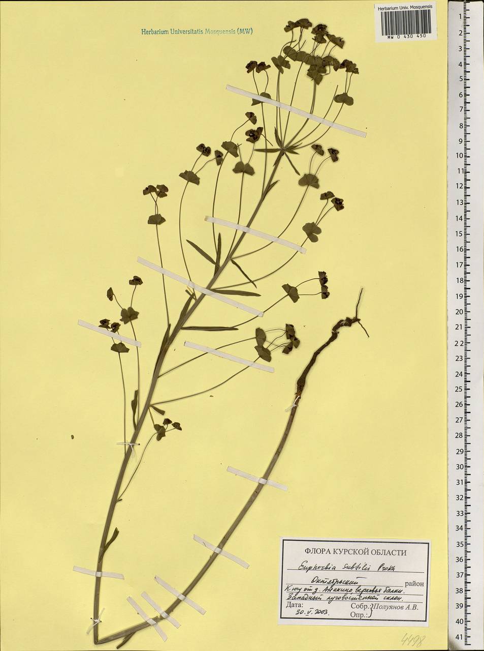 Euphorbia subtilis (Prokh.) Prokh., Eastern Europe, Central forest-and-steppe region (E6) (Russia)