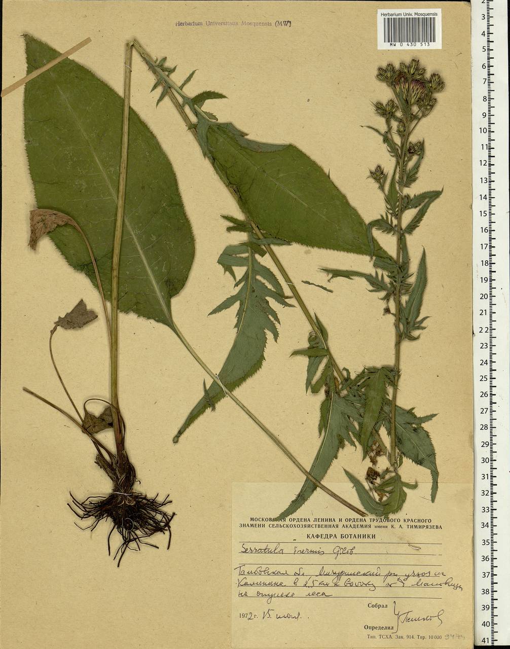 Klasea radiata subsp. tanaitica (P. A. Smirn.) L. Martins, Eastern Europe, Central forest-and-steppe region (E6) (Russia)