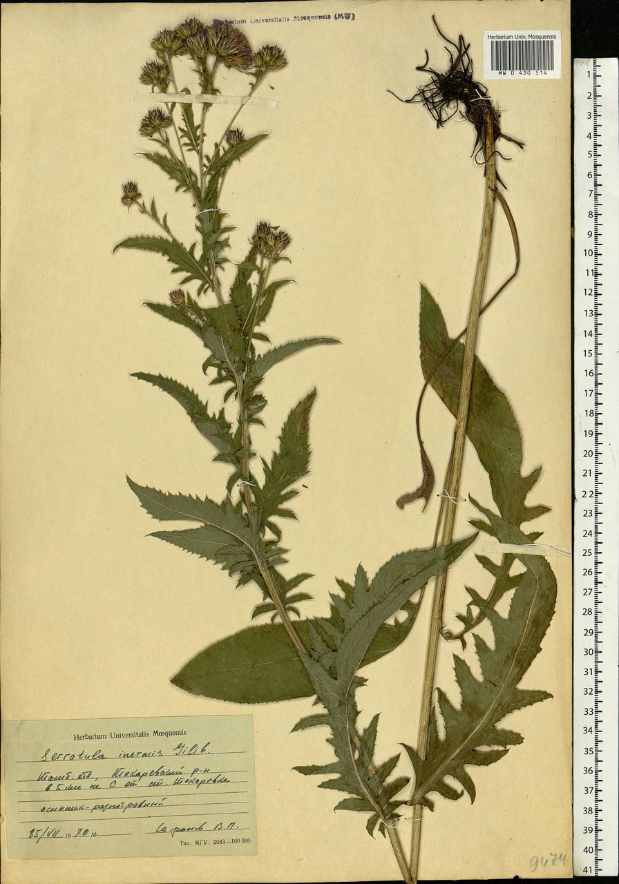 Serratula tinctoria L., Eastern Europe, Central forest-and-steppe region (E6) (Russia)