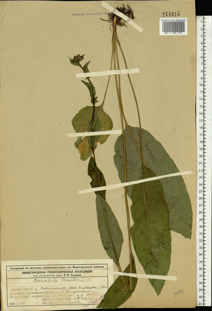 Serratula tinctoria L., Eastern Europe, Volga-Kama region (E7) (Russia)