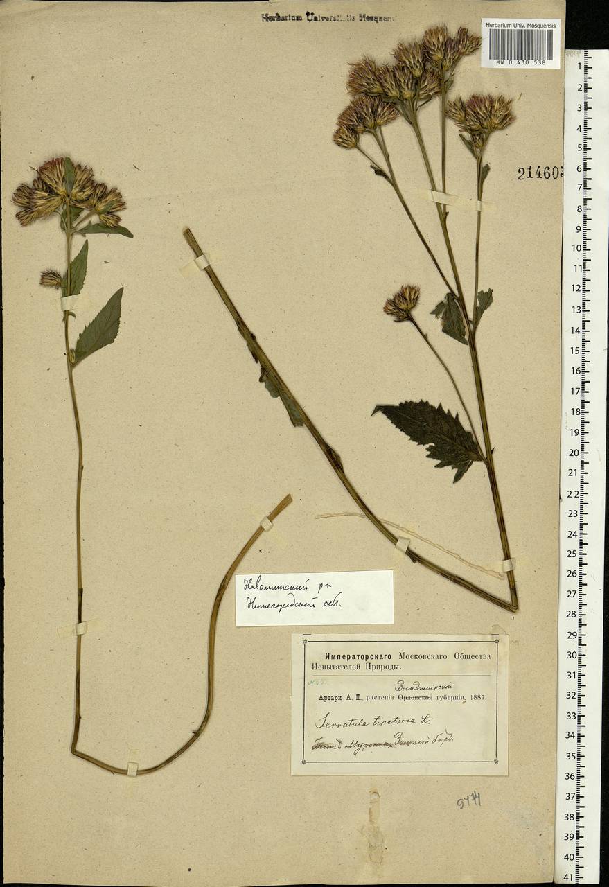 Serratula tinctoria L., Eastern Europe, Volga-Kama region (E7) (Russia)