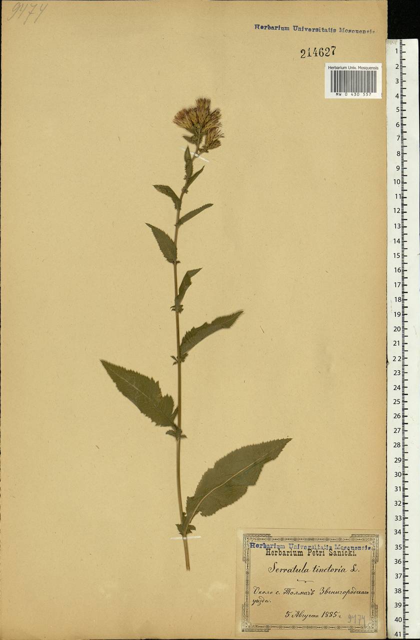 Serratula tinctoria L., Eastern Europe, North Ukrainian region (E11) (Ukraine)