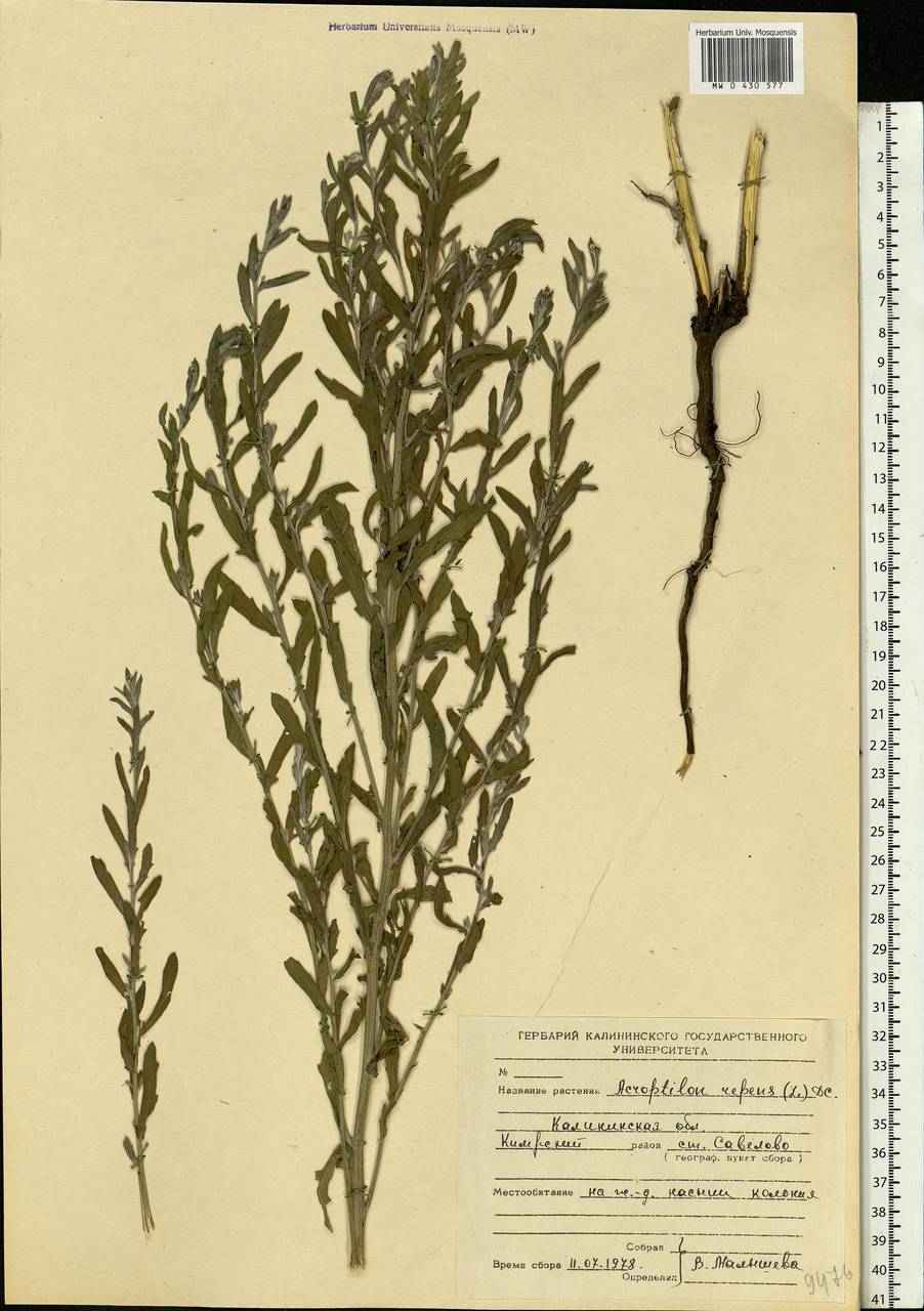 Rhaponticum repens (L.) Hidalgo, Eastern Europe, North-Western region (E2) (Russia)