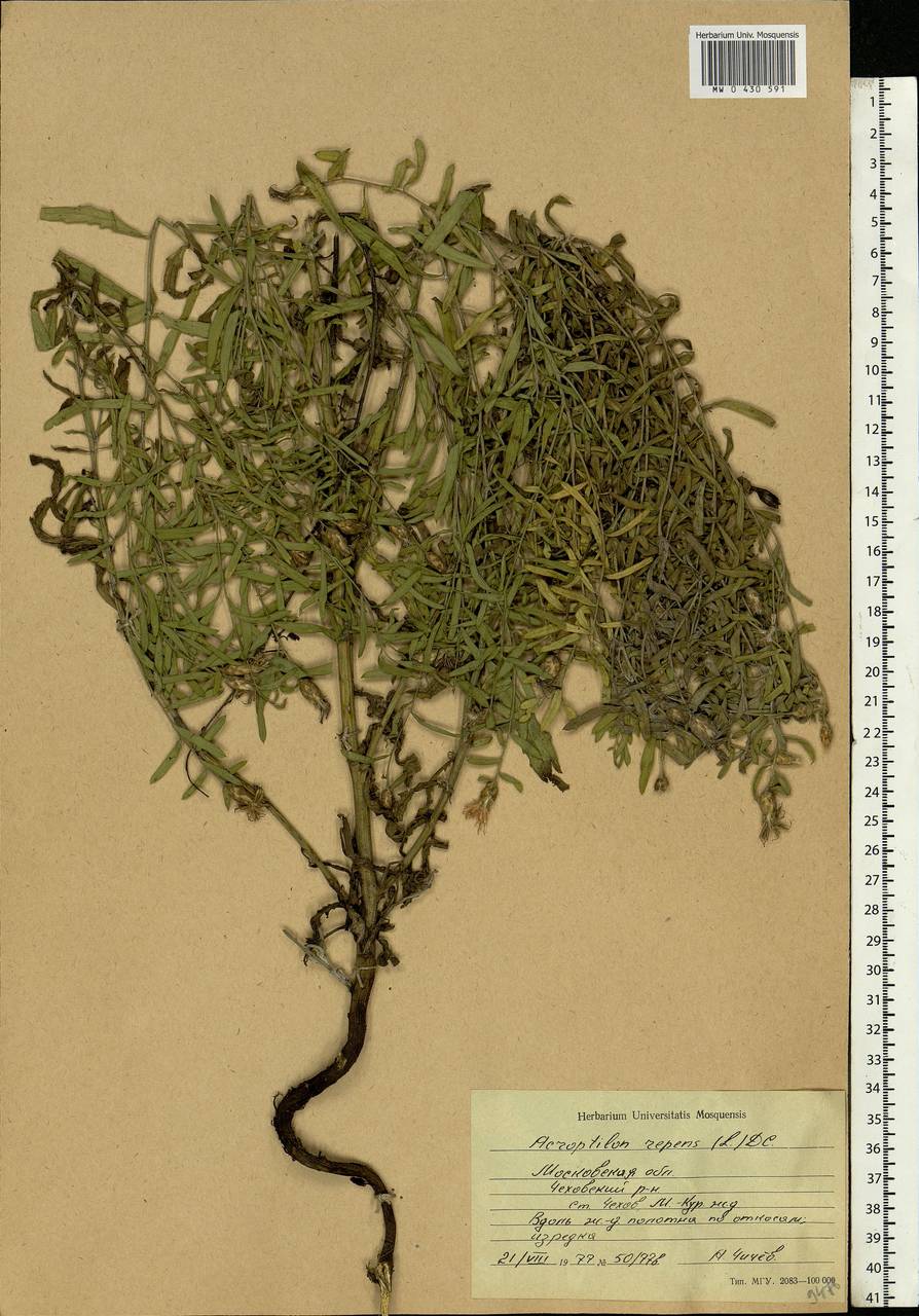 Rhaponticum repens (L.) Hidalgo, Eastern Europe, Moscow region (E4a) (Russia)