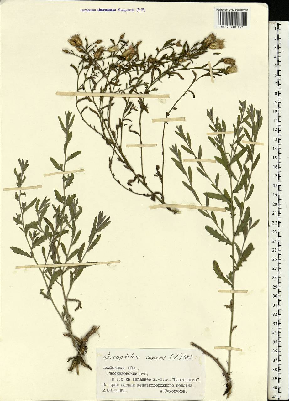 Rhaponticum repens (L.) Hidalgo, Eastern Europe, Central forest-and-steppe region (E6) (Russia)