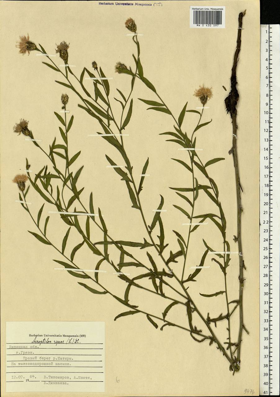 Rhaponticum repens (L.) Hidalgo, Eastern Europe, Central forest-and-steppe region (E6) (Russia)