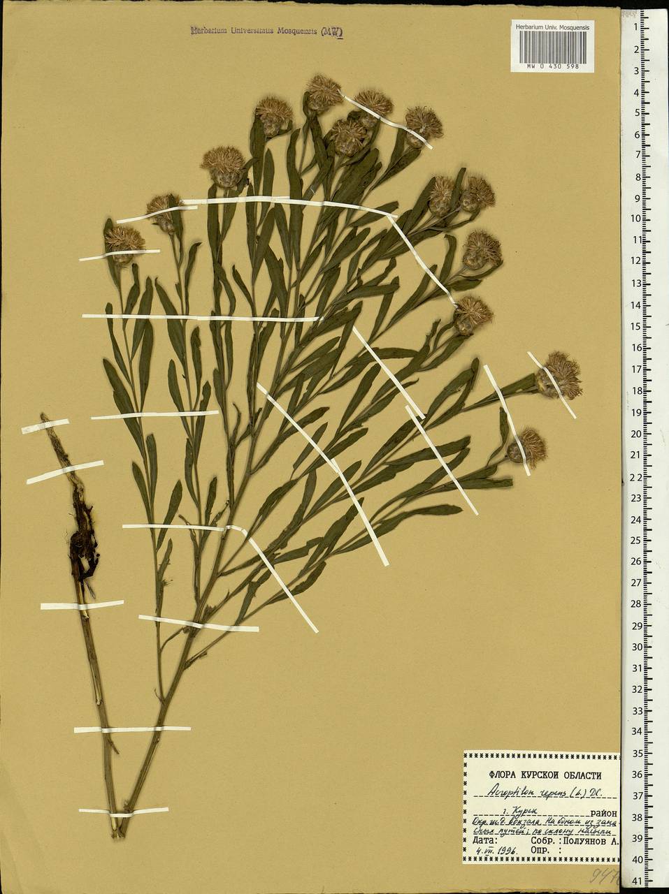 Rhaponticum repens (L.) Hidalgo, Eastern Europe, Central forest-and-steppe region (E6) (Russia)