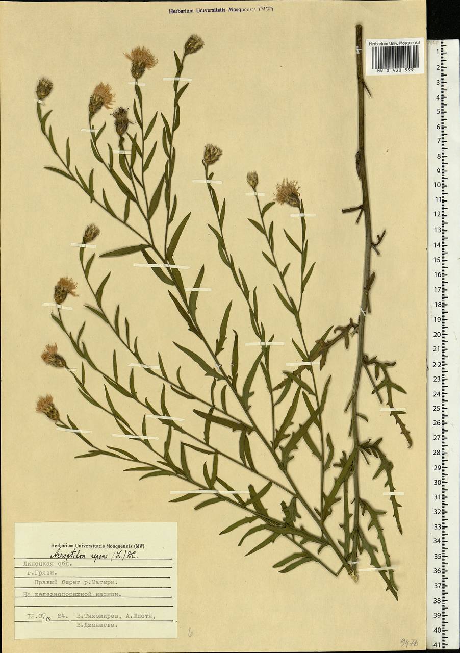 Rhaponticum repens (L.) Hidalgo, Eastern Europe, Central forest-and-steppe region (E6) (Russia)