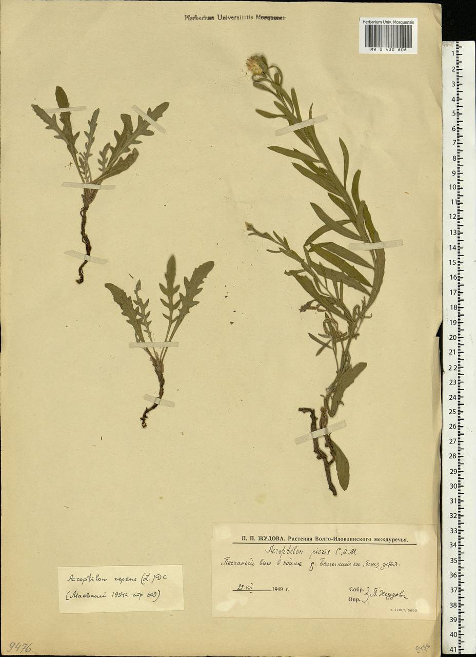 Rhaponticum repens (L.) Hidalgo, Eastern Europe, Lower Volga region (E9) (Russia)