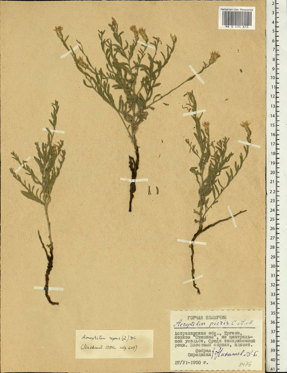 Rhaponticum repens (L.) Hidalgo, Eastern Europe, Lower Volga region (E9) (Russia)