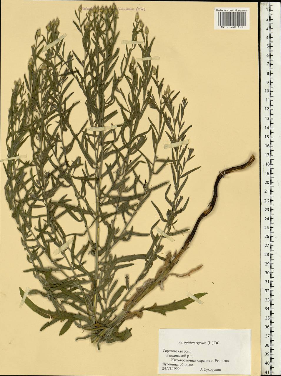 Rhaponticum repens (L.) Hidalgo, Eastern Europe, Lower Volga region (E9) (Russia)