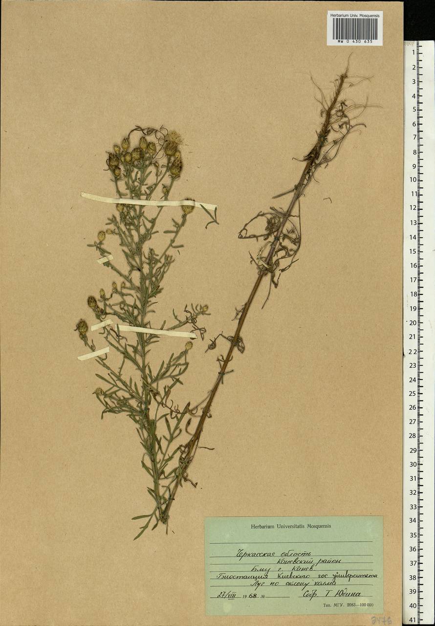 Centaurea, Eastern Europe, South Ukrainian region (E12) (Ukraine)