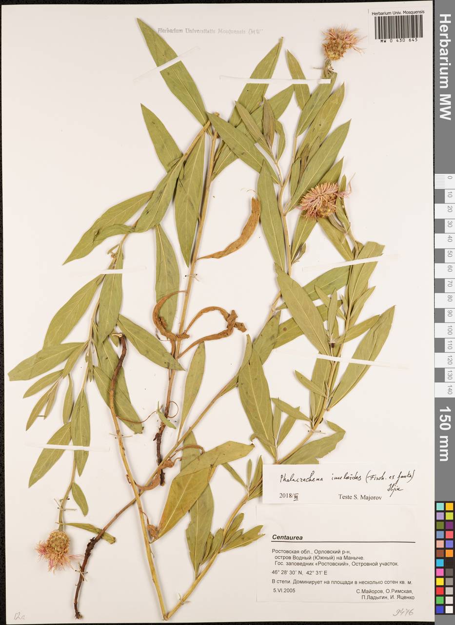 Phalacrachena inuloides (Fisch. ex Nyman) Iljin, Eastern Europe, Rostov Oblast (E12a) (Russia)