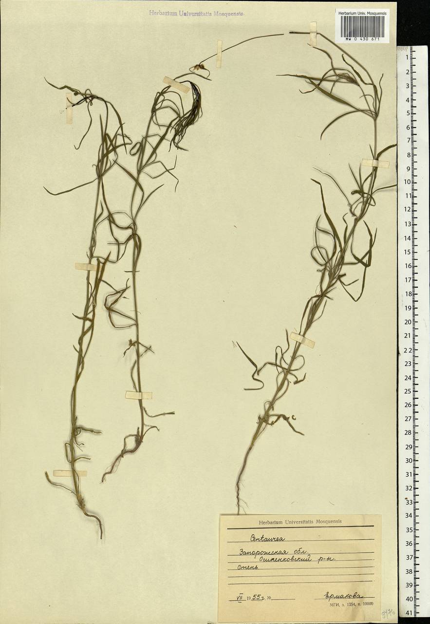 Centaurea, Eastern Europe, South Ukrainian region (E12) (Ukraine)