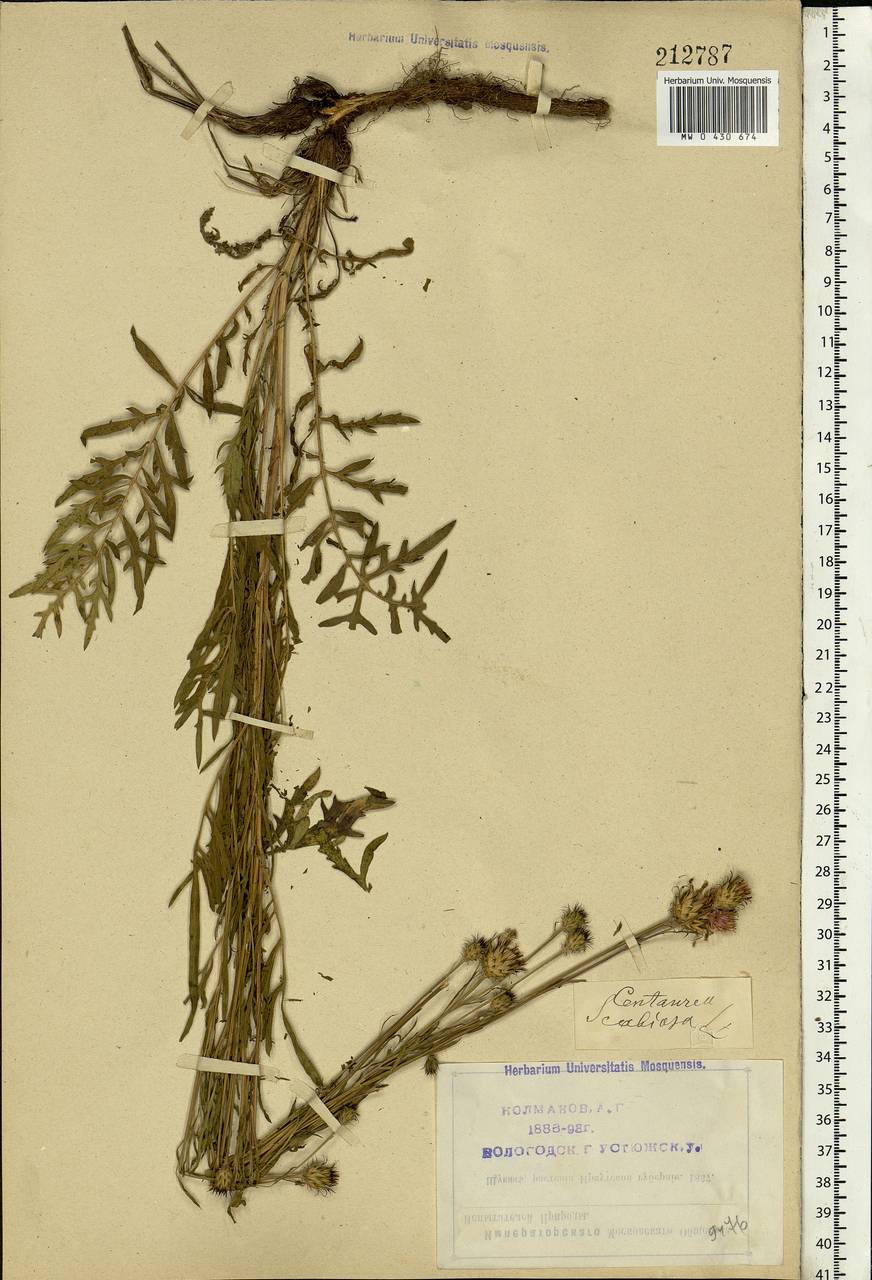 Centaurea, Eastern Europe, Northern region (E1) (Russia)