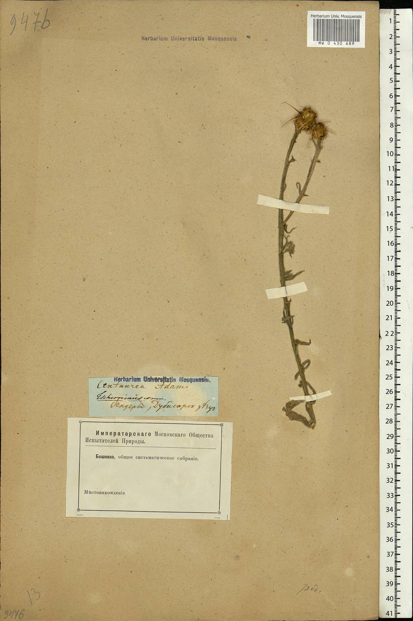 Centaurea adamii Willd., Eastern Europe, Moldova (E13a) (Moldova)