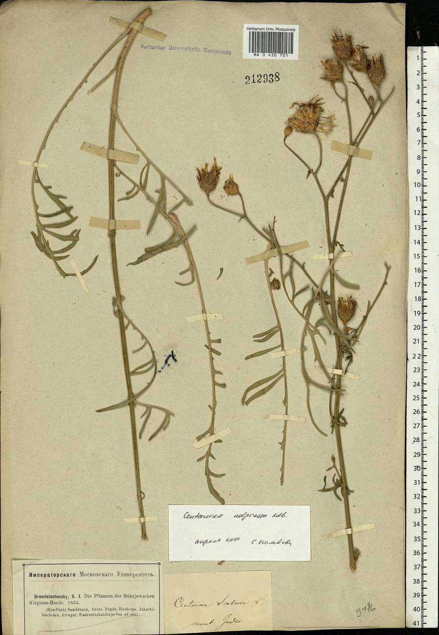 Centaurea adpressa Ledeb., Middle Asia, Caspian Ustyurt & Northern Aralia (M8) (Kazakhstan)